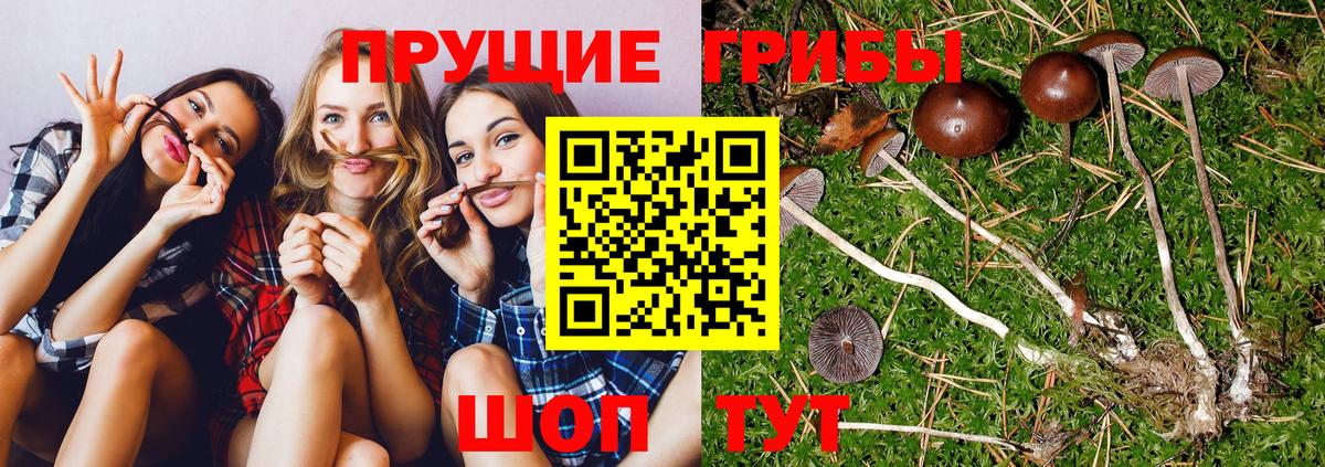 что такое   Галлюциногенные грибы Psilocybine cubensis  Вход с VPN  Каменск-Уральский 